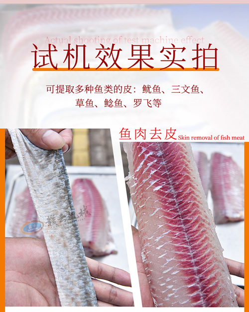 去魚皮機(jī)分離魚皮實(shí)拍效果圖 去魚皮機(jī)分離魚皮實(shí)拍效果圖